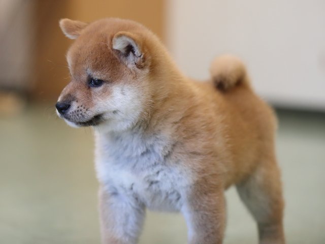 AI5I3045-puppy AI5I3045-puppy