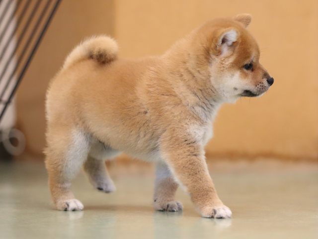 AI5I3091-puppy AI5I3091-puppy