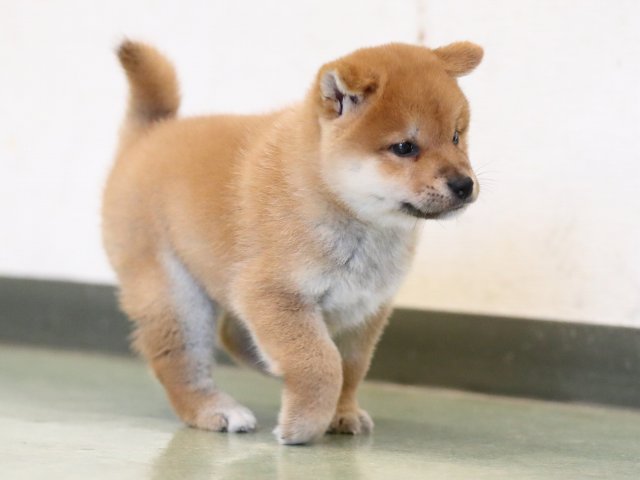 AI5I3102-puppy AI5I3102-puppy