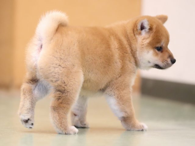 AI5I3119-puppy AI5I3119-puppy
