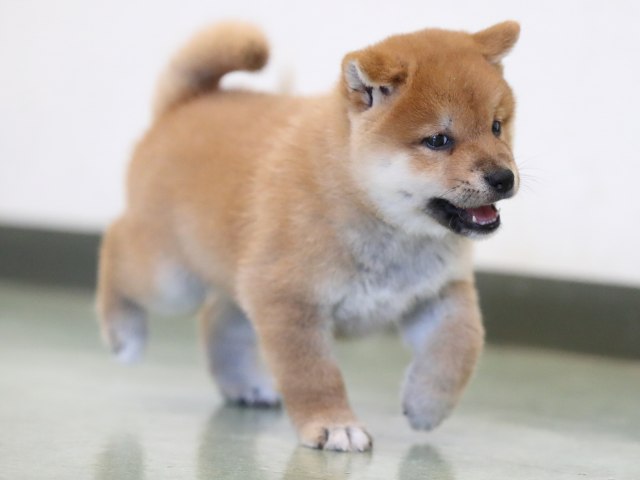 AI5I3131-puppy AI5I3131-puppy