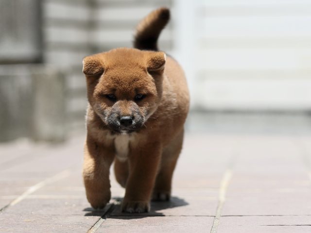 AI5I3352-puppy
