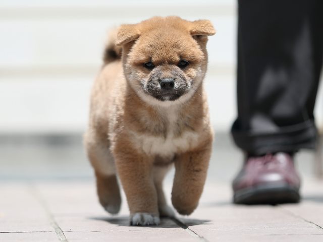 AI5I3416-puppy AI5I3416-puppy