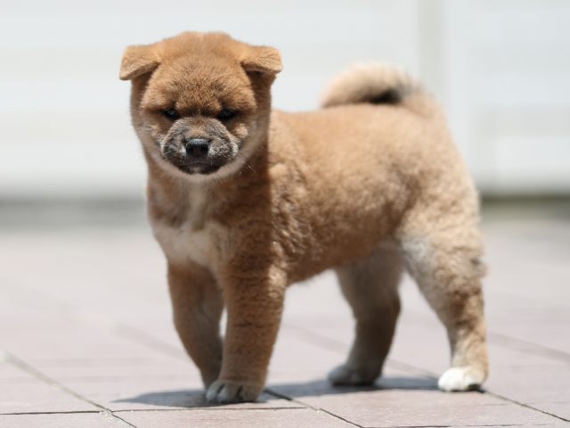 AI5I3449-puppy AI5I3449-puppy