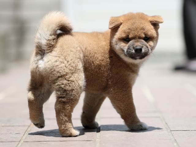 AI5I3479-puppy AI5I3479-puppy