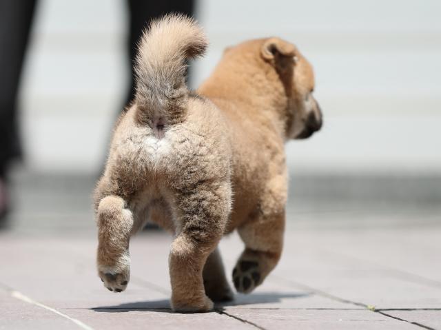 AI5I3484-puppy AI5I3484-puppy