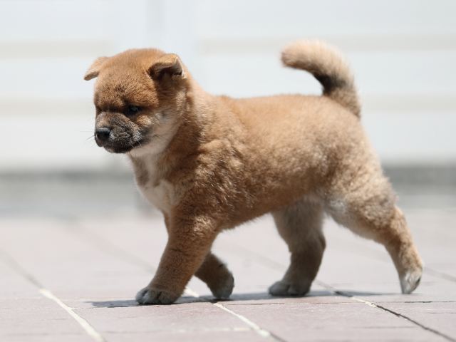 AI5I3497-puppy AI5I3497-puppy