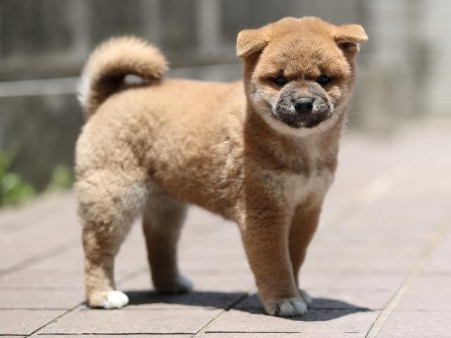 AI5I3521-puppy AI5I3521-puppy