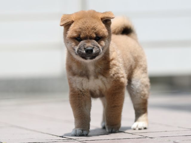 AI5I3556-puppy AI5I3556-puppy