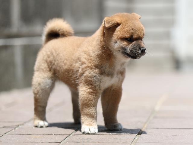 AI5I3572-puppy AI5I3572-puppy