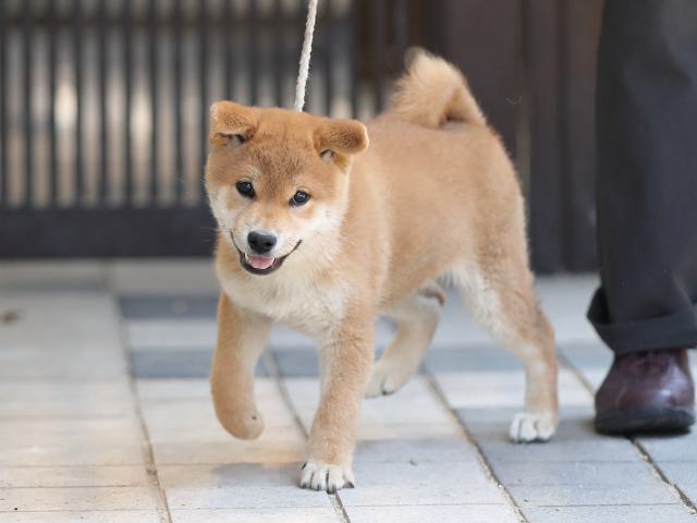 AI5I3771-puppy AI5I3771-puppy