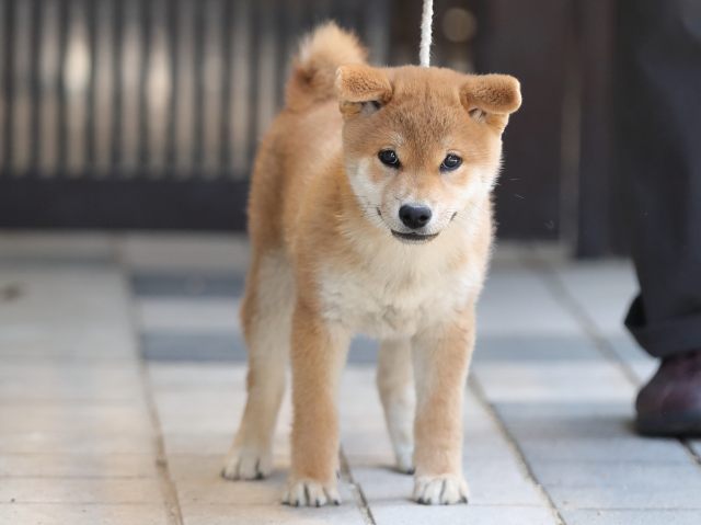 AI5I3790-puppy AI5I3790-puppy