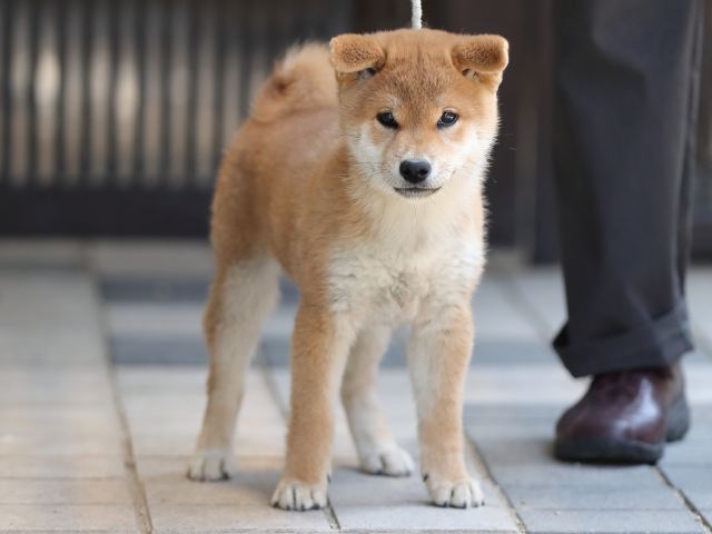 AI5I3811-puppy AI5I3811-puppy