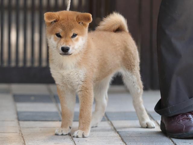 AI5I3834-puppy AI5I3834-puppy