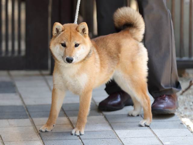 AI5I3857-puppy AI5I3857-puppy