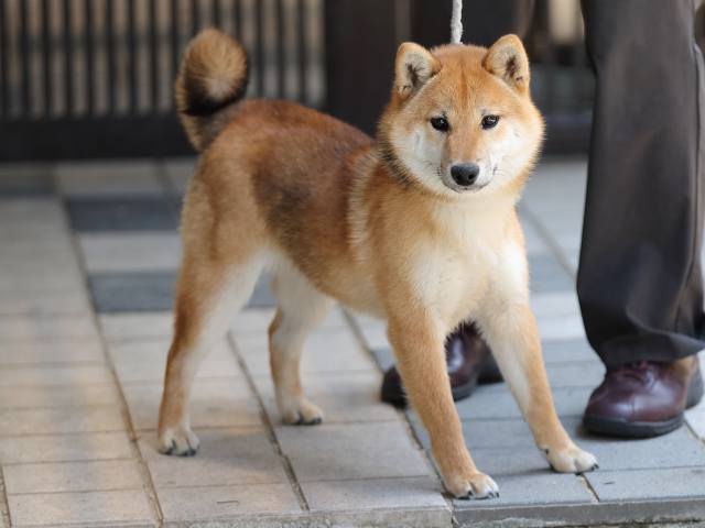 AI5I3879-puppy AI5I3879-puppy