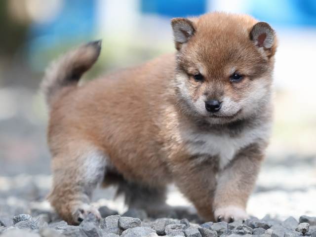 AI5I4323-puppy AI5I4323-puppy