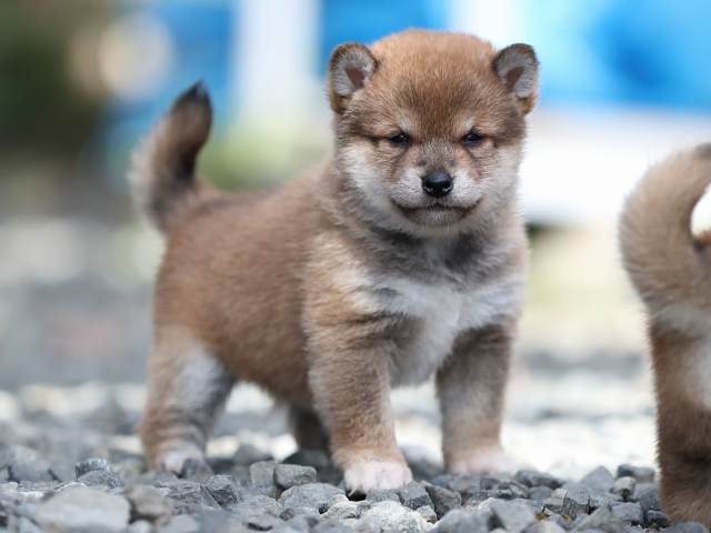 AI5I4333-puppy AI5I4333-puppy