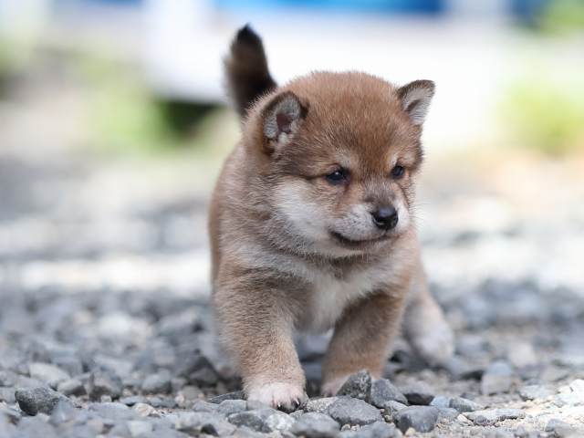 AI5I4358-puppy AI5I4358-puppy