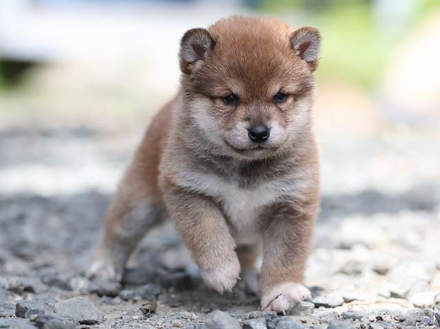 AI5I4373-puppy AI5I4373-puppy