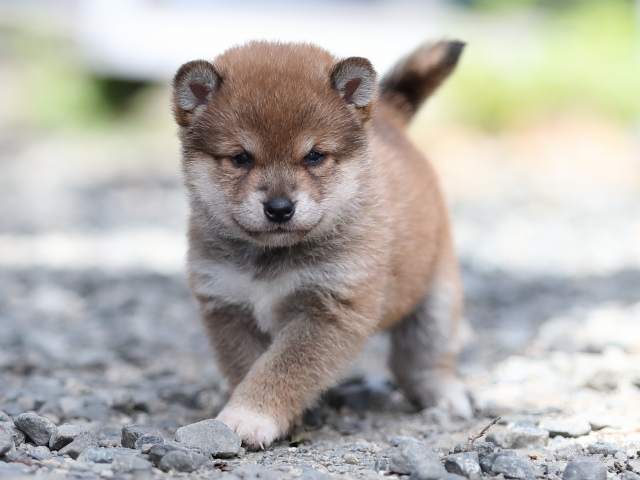 AI5I4375-puppy AI5I4375-puppy