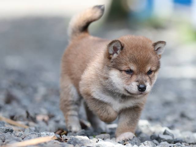 AI5I4393-puppy AI5I4393-puppy