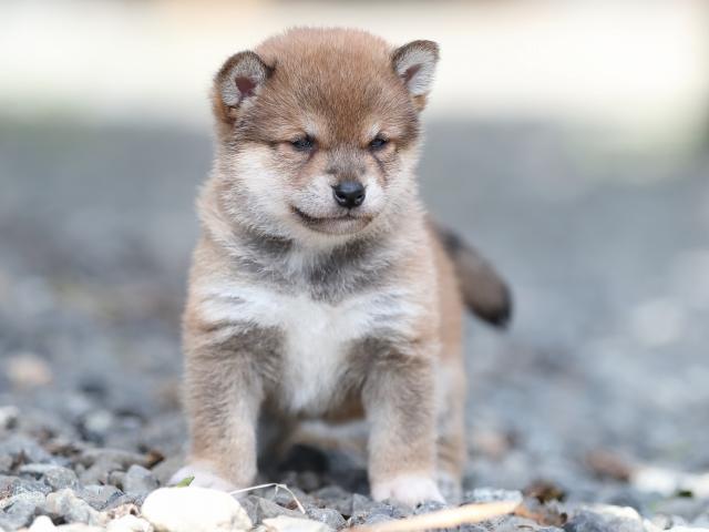 AI5I4449-puppy AI5I4449-puppy