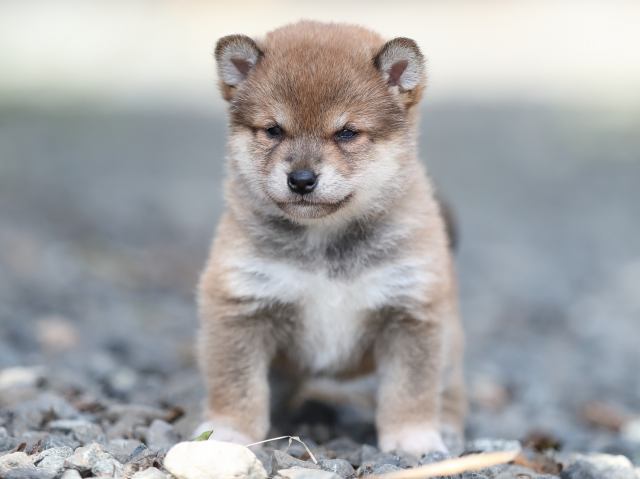 AI5I4472-puppy AI5I4472-puppy