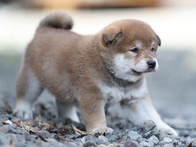 AI5I4768-puppy AI5I4768-puppy