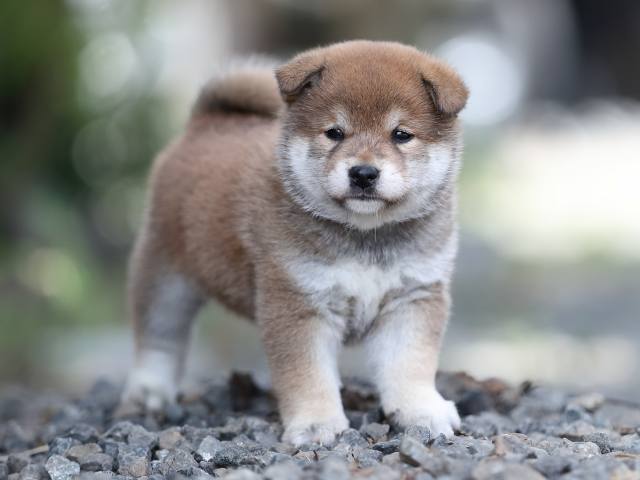 AI5I4777-puppy AI5I4777-puppy