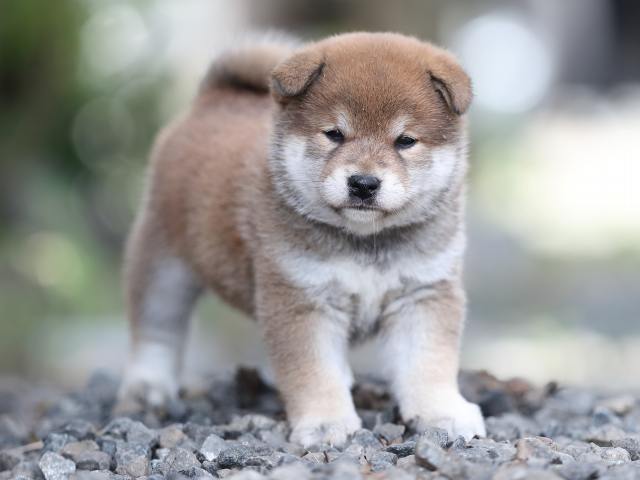 AI5I4801-puppy AI5I4801-puppy