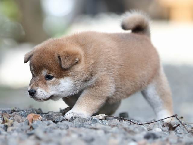 AI5I4859-puppy AI5I4859-puppy