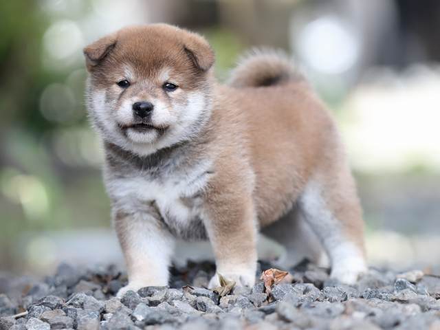 AI5I4868-puppy AI5I4868-puppy
