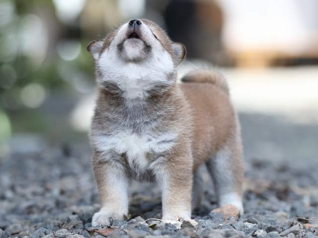 AI5I4911-puppy AI5I4911-puppy