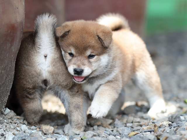 AI5I4963-puppy AI5I4963-puppy
