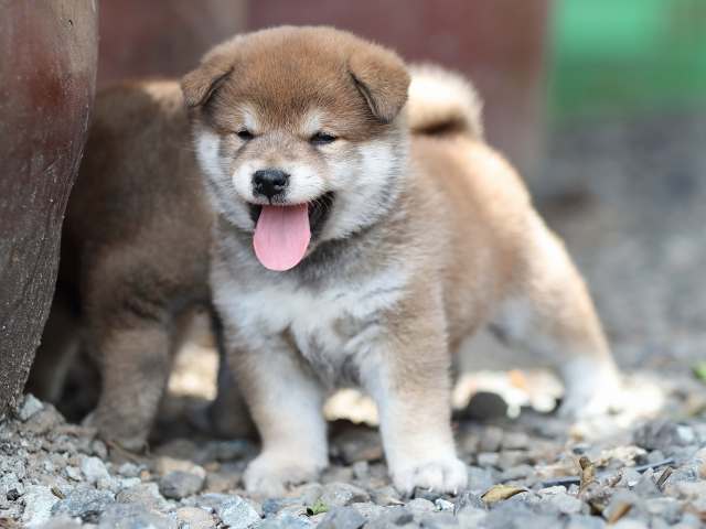 AI5I4972-puppy AI5I4972-puppy