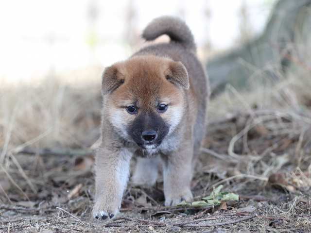 AI5I5171-puppy AI5I5171-puppy