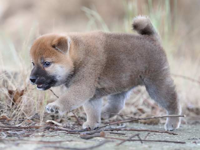 AI5I5196-puppy AI5I5196-puppy