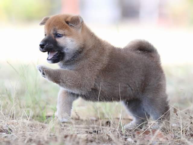 AI5I5214-puppy AI5I5214-puppy