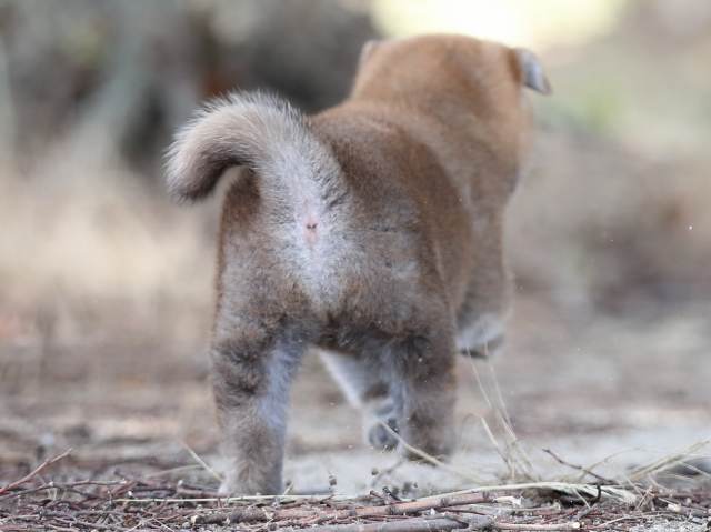 AI5I5232-puppy AI5I5232-puppy