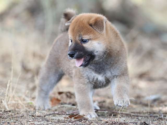 AI5I5264-puppy AI5I5264-puppy