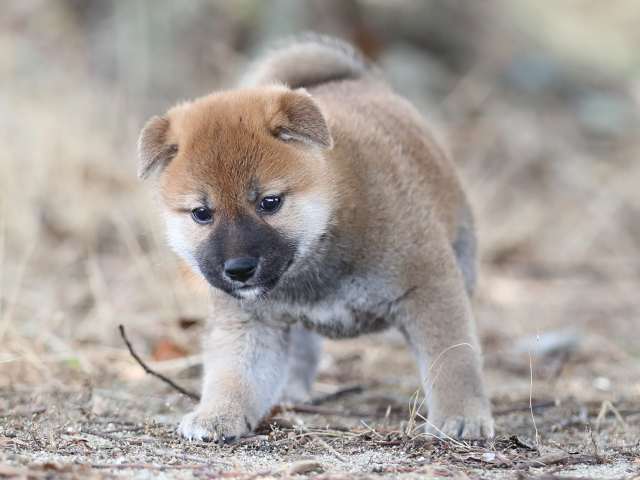AI5I5268-puppy AI5I5268-puppy