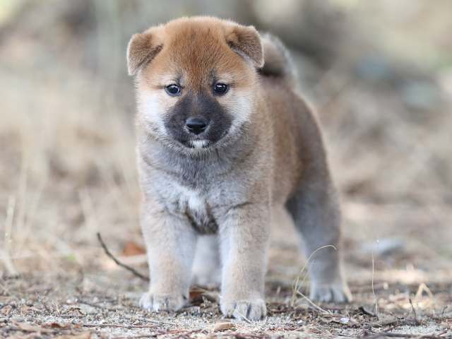 AI5I5288-puppy AI5I5288-puppy