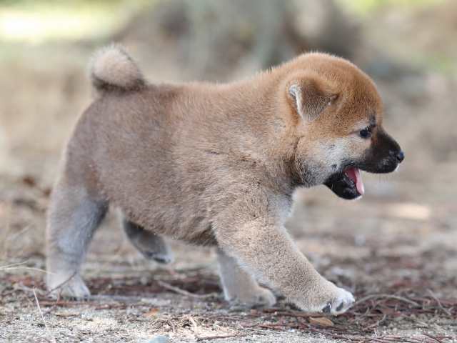 AI5I5326-puppy AI5I5326-puppy