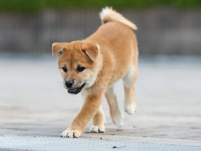 AI5I5676-puppy AI5I5676-puppy