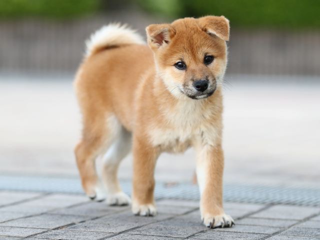 AI5I5721-puppy AI5I5721-puppy