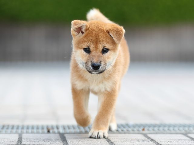 AI5I5752-puppy AI5I5752-puppy