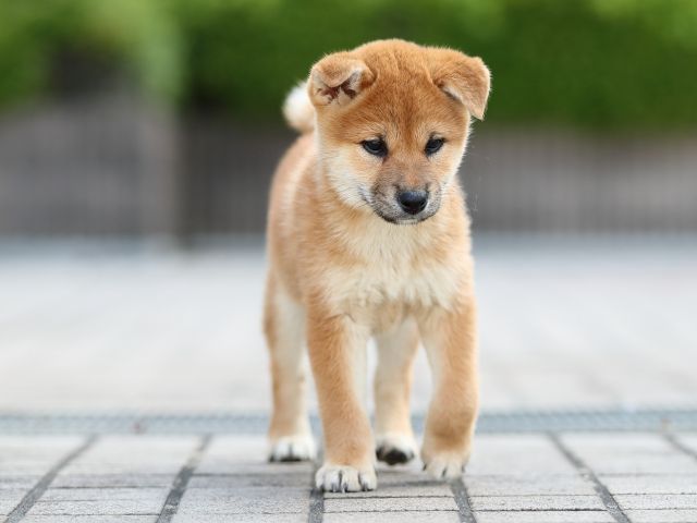 AI5I5766-puppy AI5I5766-puppy