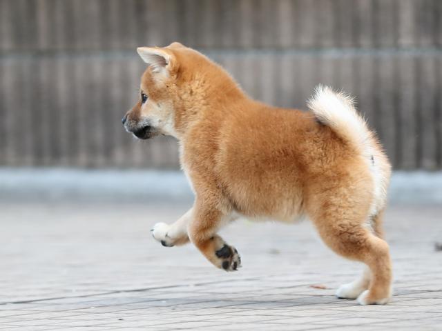 AI5I5852-puppy AI5I5852-puppy