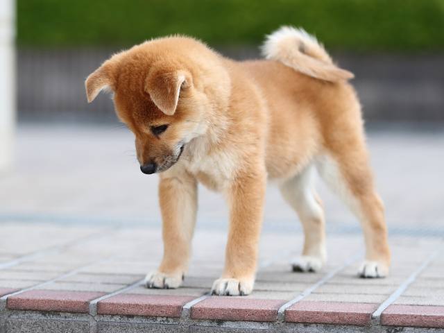AI5I6106-puppy AI5I6106-puppy